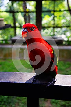 Red lory bird