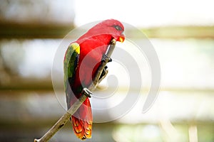 Red lory bird