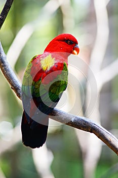 Red lory bird
