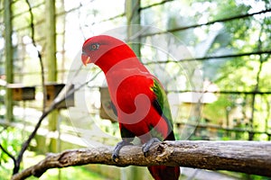 Red lory bird