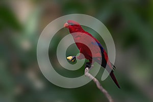 Red Lory bird