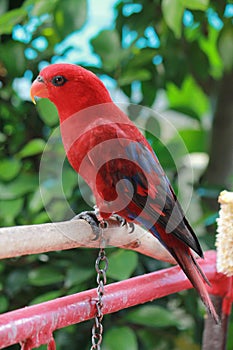 Red lory bird (Eos bornea) in a bird sanctuary
