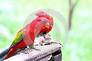 Red lory bird