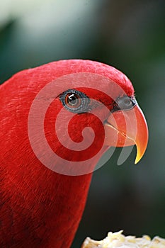 Red lory bird (Eos bornea) head close up shot
