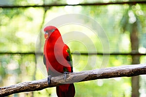 Red lory bird