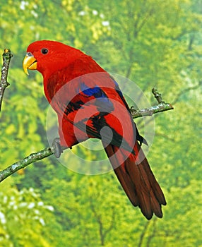 Red Lory, eos bornea, Adult standing on Branch photo