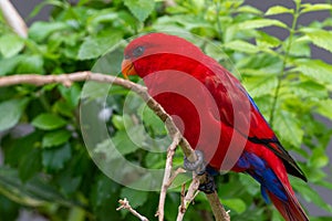 The red lory Eos bornea perched in the rainforest tree  on a tree branch, a species of parrot in the family Psittaculidae