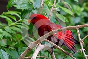 The red lory Eos bornea perched in the rainforest tree fanning feathers on a tree branch, a species of parrot in the family