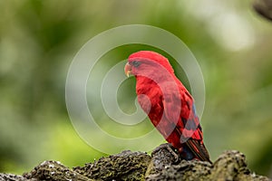 Red Lory, Eos bornea. Portrait of a small colorful parrot sitting on a branch.