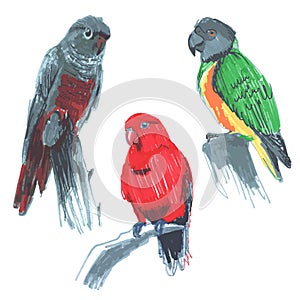 Red lory Eos bornea Senegal parrot Poicephalus senegalus green-cheeked parakeet, conure, Pyrrhura molinae found forests of South