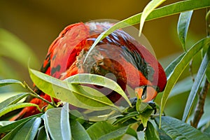 Red Lory parrot