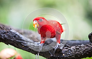 Red lory in the park