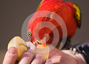 Red Lory Parrot