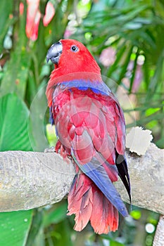 Red Lory Parrot in nature surrounding