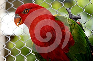 The red lory is a parrot that is often seen in the wilderness of Australia with Rainbow Lorikeets.