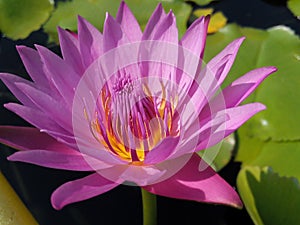 Red Lotus