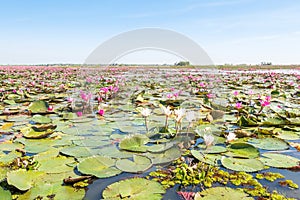 Red lotus field lake in udonthani of thailand