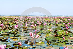 Red lotus field lake in udonthani of thailand