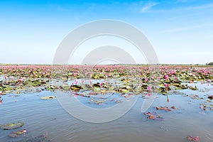 Red lotus field lake in udonthani of thailand