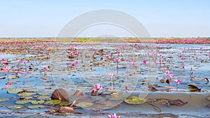 Red lotus field lake in udonthani of thailand