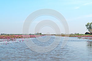 Red lotus field lake in udonthani of thailand