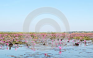 Red lotus field lake in udonthani of thailand