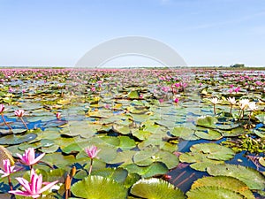 Red lotus field lake in udonthani of thailand
