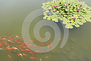 Red lotus and fish