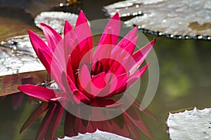 Red lotus flower