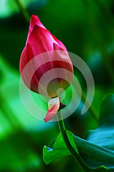 A red lotus flower bud in blossom