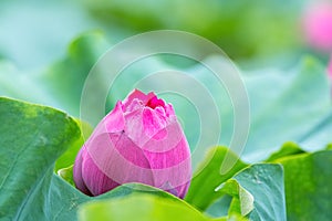 Red lotus flower bud closeup