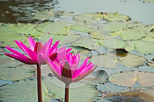 Red Lotus Flower in The Lake.Thailand