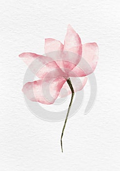 Red Lotus Flower Watercolor Painting by Indy Purwa