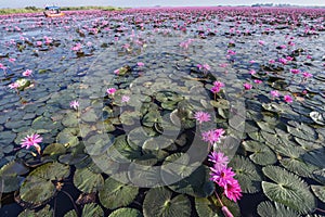 Red Lotus Lake at Han Kumphawapi in Udonthani, Thailand