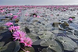 Red Lotus Lake at Han Kumphawapi in Udonthani, Thailand