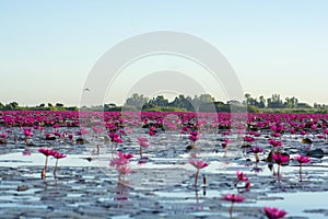 Red lotus lake at sunrise in the morning time.Udon-thani Thailand