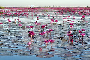 Red lotus lake at sunrise in the morning time.Udon-thani Thailand