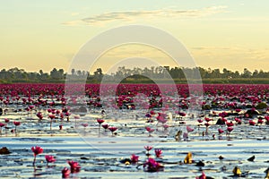 Red lotus lake at sunrise in the morning time.Udon-thani Thailand