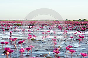 Red lotus lake at sunrise in the morning time.Udon-thani Thailand