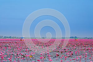 Red Lotus Lake Udon Thani