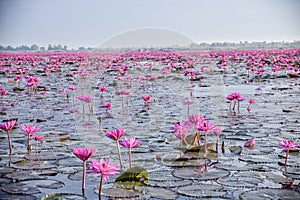 Red Lotus Lake in Udon Thani, Thailand