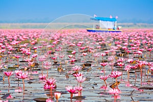 Red lotus, Nonghan, Udonthani,Thailand