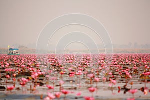 Red lotus in the pond at Kumphawapi, Udonthani, Thailand