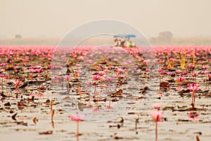 Red lotus in the pond at Kumphawapi, Udonthani, Thailand