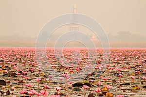 Red lotus in the pond at Kumphawapi, Udonthani, Thailand