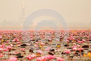 Red lotus in the pond at Kumphawapi, Udonthani, Thailand