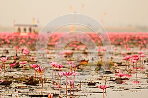 Red lotus in the pond at Kumphawapi, Udonthani, Thailand