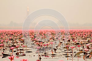 Red lotus in the pond at Kumphawapi, Udonthani, Thailand