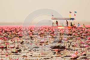 Red lotus in the pond at Kumphawapi, Udonthani, Thailand