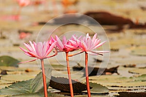 Red lotus in the pond at Kumphawapi, Udonthani, Thailand